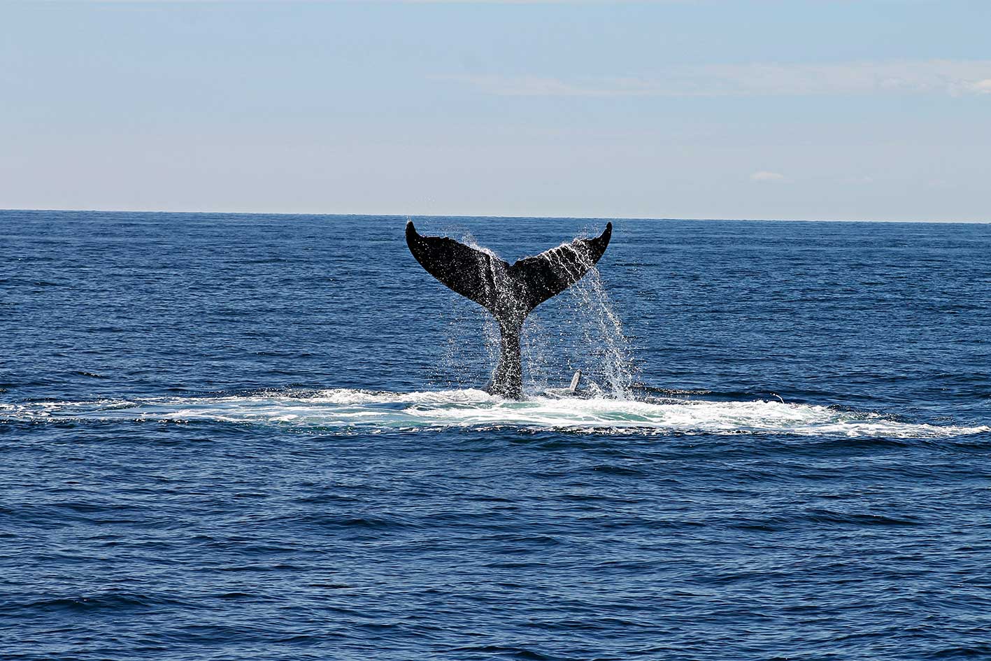 zu sehen ist ein Wal im Meer. Beim Whaling geht es um die dicken Fische (bzw. Säugetiere): Die Führungskräfte. Bild: Pexels/Andrea Holien