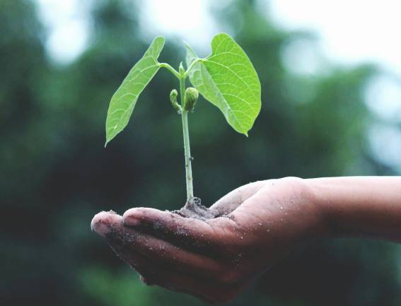 Zu sehen ist eine Hand mit einer grünen Pflanze die symbolisieren soll wie wichtig Nachhaltigkeit im Unternehmen ist. Bild: Pexels/Akil Mazumder